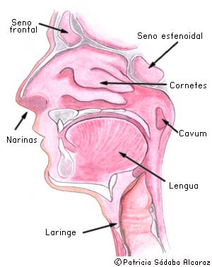 Anatomía y parte de la laringe