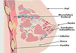 Anatomía de la mama - Partes de la mama