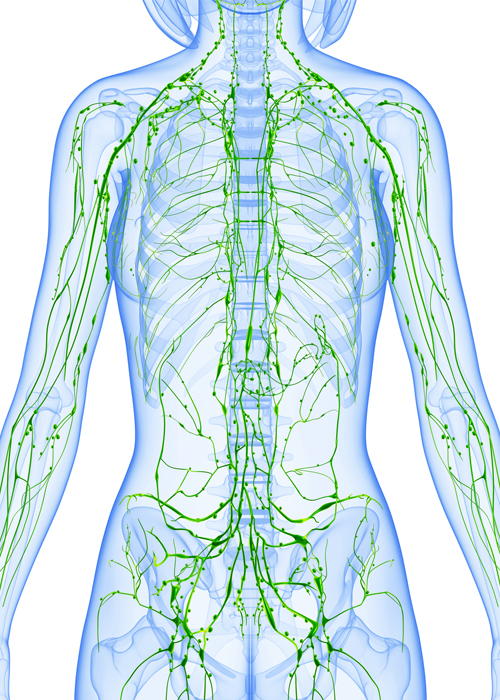 Anatomía del sistema linfático | AECC