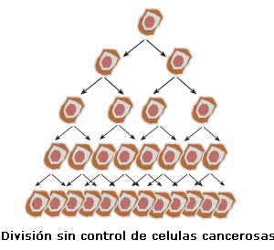 Como se produce el cáncer - División sin control de células cancerosas