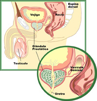 Anatomia de la próstata