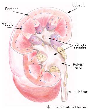 Que es cancer de rinon. Cáncer de riñón - ¿Cuáles son los síntomas? tratarea viermilor nu a ajutat